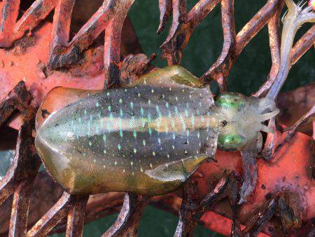 休みが出来たのでエギング　１人釣行